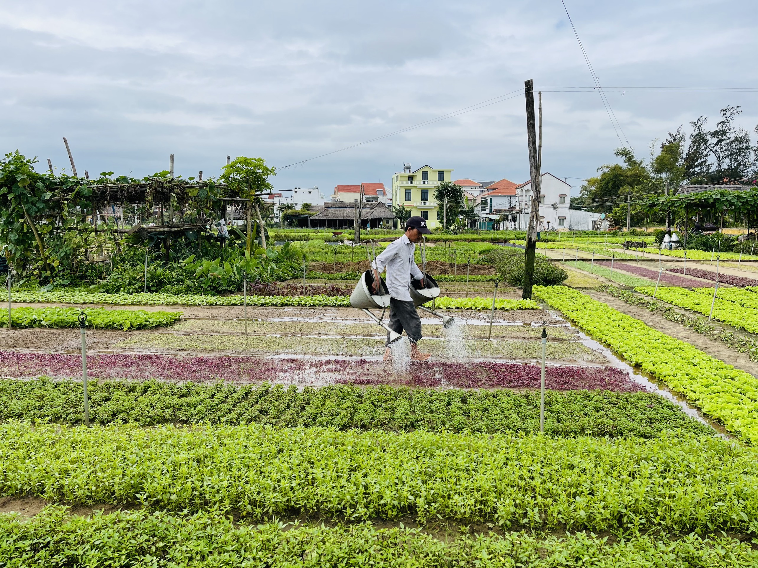 Mô hình nông nghiệp hữu cơ Thanh Đông (thành phố Hội An, Quảng Nam)
